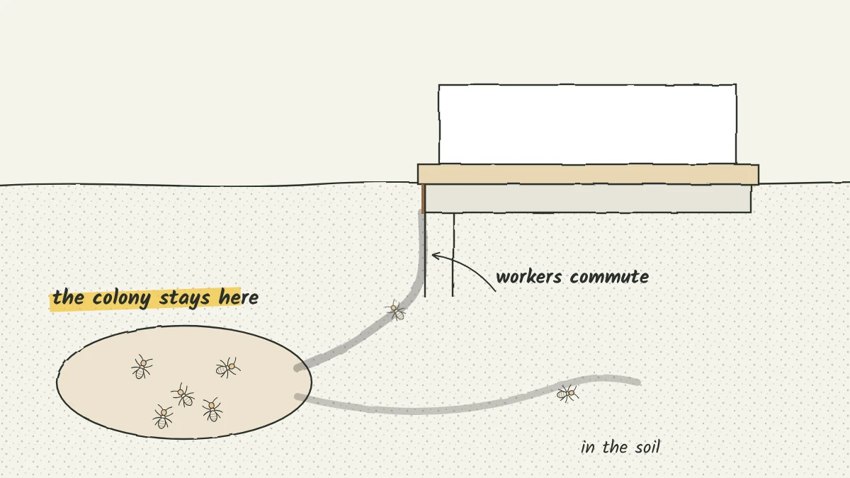 Sketch of a cutaway view of soil under a house, showing tunnels from a termite colony running up to the wooden sill through a crack in the foundation