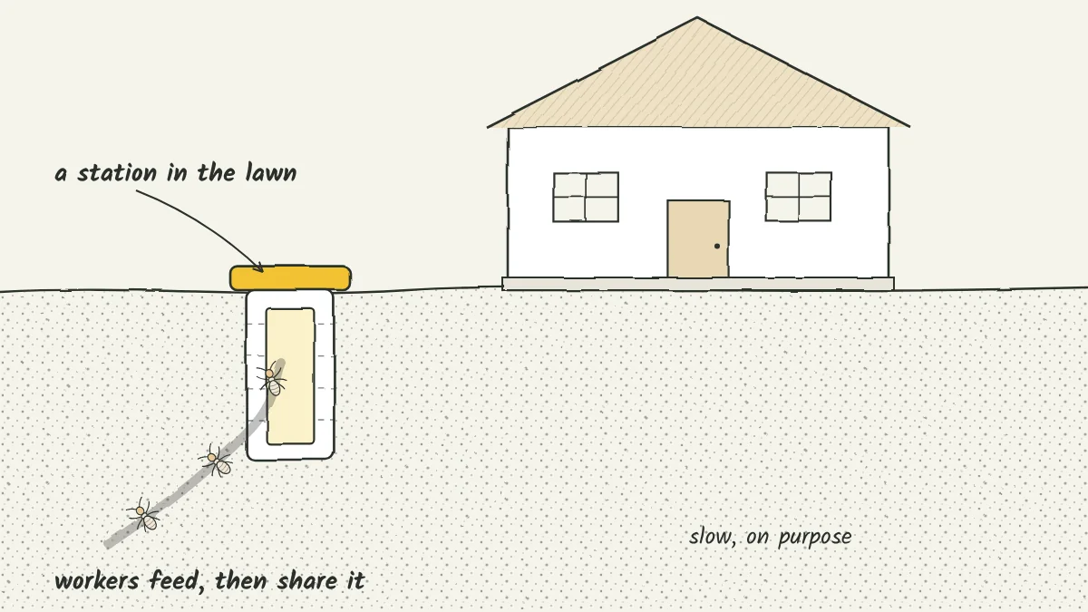 Sketch of a bait station buried in a lawn near a house, with termite tunnels leading to it and a cutaway showing a bait cartridge inside