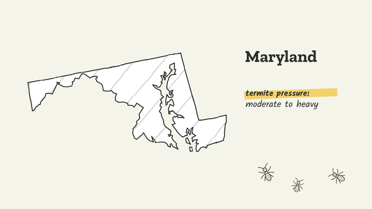 Sketch map of Maryland labeled with moderate to heavy termite pressure